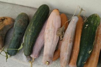 窝瓜冬天怎么保存,首先需要保证存放环境阴凉、干燥