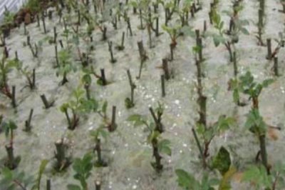 刺梨种植技术,繁殖方式有种子繁殖和扦插繁殖