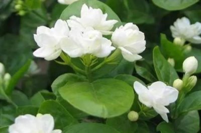 夏天茉莉花怎么养,一定要结合具体情况决定浇水量