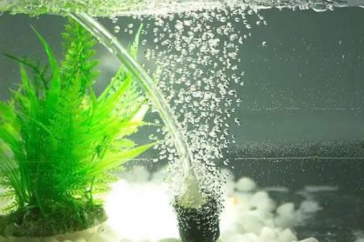 鱼缸不打氧气鱼会不会死,鱼不一定会死