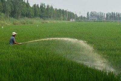 水稻对肥料的需求特点,需控施氮肥、重视施用磷钾肥