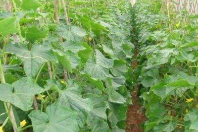 冬春黄瓜受冻的解决措施,让温室内的温度缓慢上升