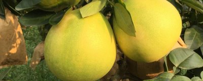 蜜柚为什么会出现药害以及怎么补救，可能是药物质量差、浓度过高等原因所导致