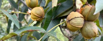 山核桃的栽培技术,定植有播种、人工培育苗木等方式