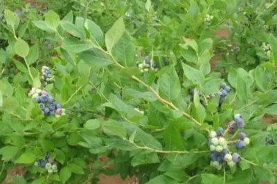 蓝莓的产地,原产地是加拿大东部和美国东部及南部