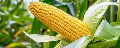 衍玉615玉米品种简介，中抗纹枯病