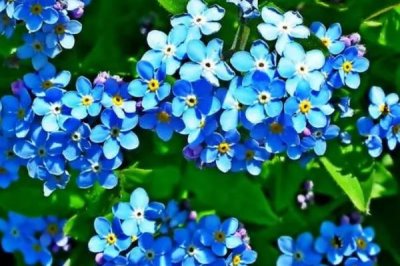 白色花卉品种，包括水仙花、栀子花、茉莉花等种类