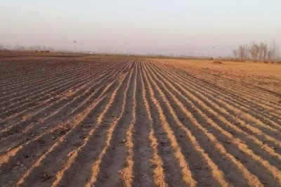 怎么种韭菜种子,种子处理前需晒种