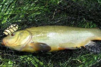 丁桂鱼的养殖技术，培育池通常在2-3亩比较合适