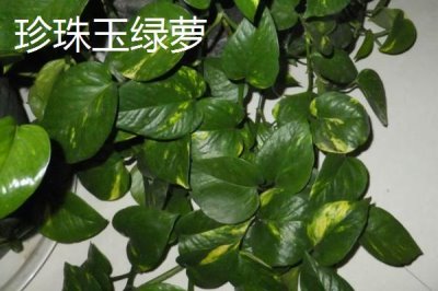 绿萝的品种,包括银星绿萝、霓虹绿萝、斑叶绿萝等种类