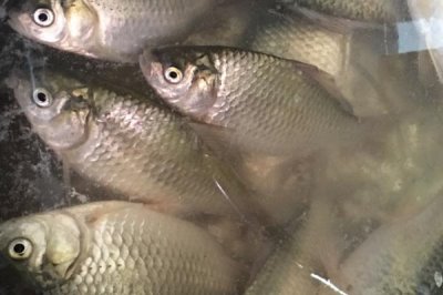 小鲫鱼的产地,原产于中国除青藏高原外的江河、湖泊等