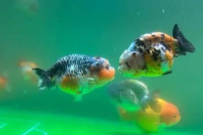 兰寿鱼对氧气的要求,水质较差容易死亡