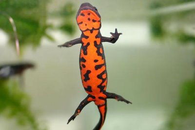 东方蝾螈又叫什么,是我国特有物种