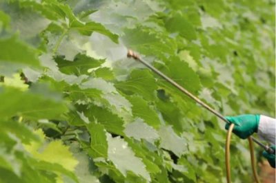 磷酸二氢钾叶面肥的使用方式,一般使用叶面喷施的方式