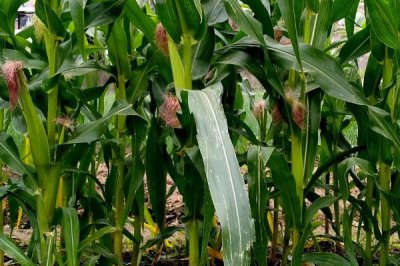 隆平928玉米品种简介，密度5500至6000株/亩