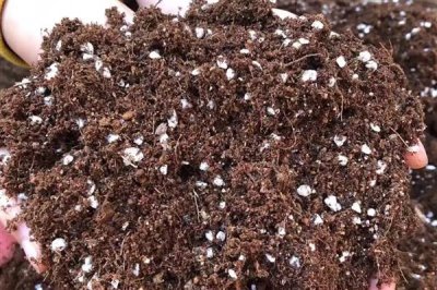 养殖白兰花用哪种土，在腐叶土中可以快速生根