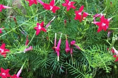 五角星花的养殖方法,生长期间每天浇一次水