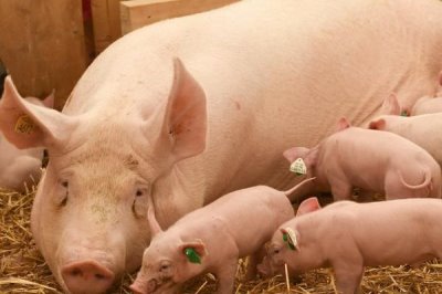 母猪奶水不足该如何增奶,可以用海带、黄豆等催奶