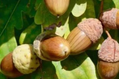 橡子的产地,在亚洲、欧洲、非洲、美洲均有分布