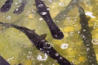 淡水能养殖鸭嘴鱼吗,只要水质符合就可以养