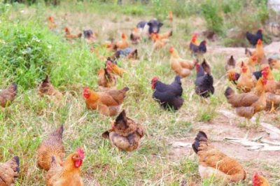 土鸡的散养要点,一定要选择好一点的鸡苗