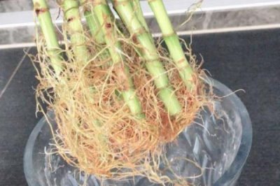 富贵竹根发黑的原因和处理方法，可能是长期未换水或感染病菌所致