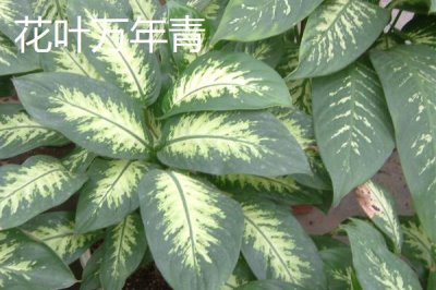 万年青的种类,不同品种各具特色