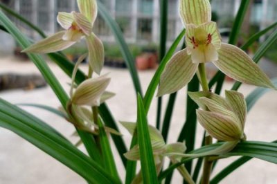 春剑兰的产地，多分布在四川、贵州和云南