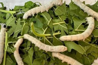 怎么养蚕,先将蚕具和蚕室进行彻底消毒