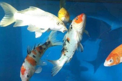 鱼身体腐烂怎么办，情况严重时可进行药浴