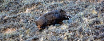 野猪冬天会不会滚泥潭,冬季一般不会滚泥潭