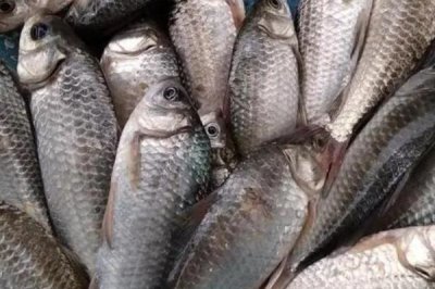 小鲫鱼的产地,原产于中国除青藏高原外的江河、湖泊等