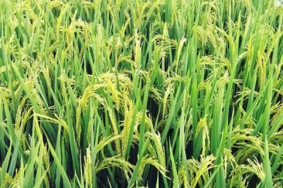 名丰优5279水稻种子特征特性,全生育期119.5天