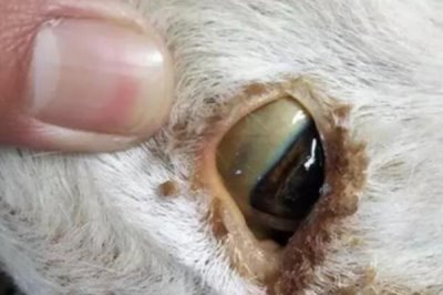 养羊的基本知识,需注意饲养、水源和发情周期等