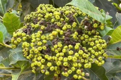 吴茱萸的产地,主要分布在云南、湖南、福建等地