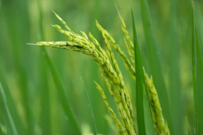 越光518水稻种子特征特性，每亩栽插1.8万穴