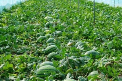 西瓜空心的原因及防治方法,可能是温度偏低或阴雨寡照等导致