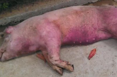 猪高热病怎么传播，蚊蝇吸血、机械带毒、病猪及其产品均是传染源