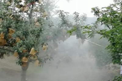 苹果烂果如何防治,要加强果园管理