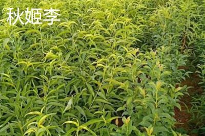 黑霸王李子苗的价格,一棵需要3-6元左右