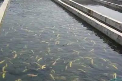 夏季养鱼鱼病的防治措施，需定期冲水换水