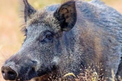 野猪的生活习性，喜欢过群居生活且随着食物和气候条件而变迁