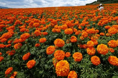 万寿菊怎么种植,苗龄达到40天才能移栽