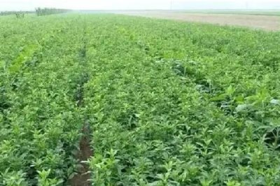 白术苗前除草剂的的选择,氟乐灵乳油和草胺乳油适合播种前除草