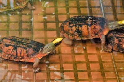 金钱龟的特点，是国家二级保护动物