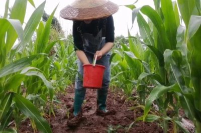 玉米大斑病危害特征,主要为害叶片