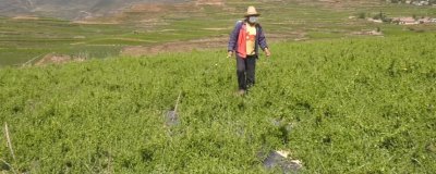 中药材使用什么除草剂,通常以苗后除草剂为主