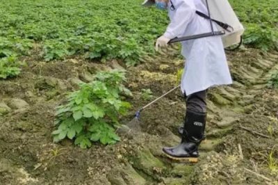 土豆何时需要控旺,最好是在植株地上部分刚封垄的时候