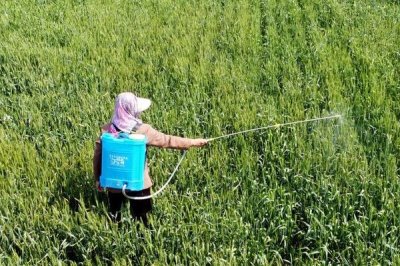 如何防治根结线虫,首先要选择基质育苗