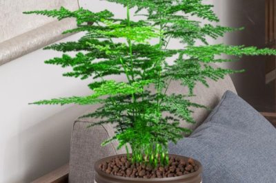 矮云竹的修剪方法,在其幼苗期间对植株进行摘心